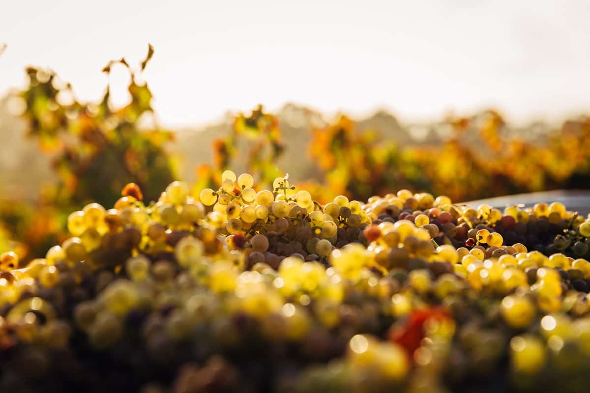 Barossa grapes